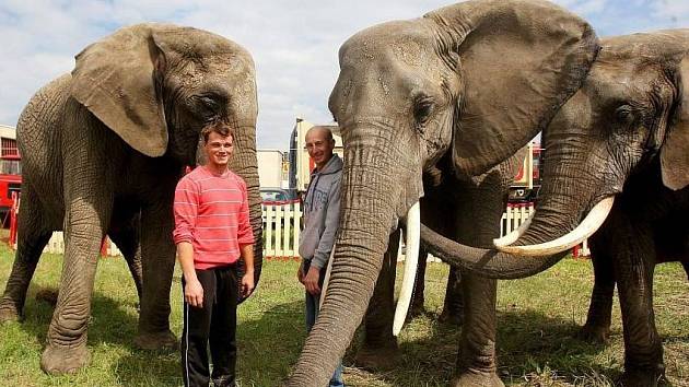 Cirkus Humberto se může pochlubit drezúrou třech afrických slonic.