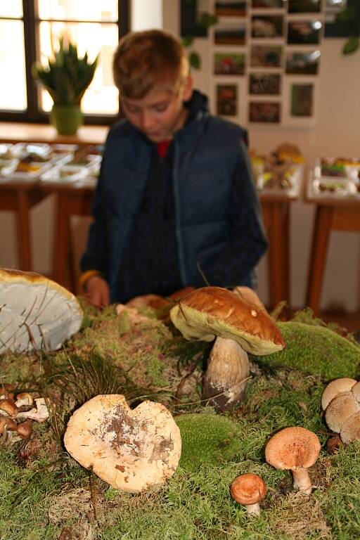 Lahůdky do jídla i do vína představili na výstavě hub. Dva druhy hřibů na Broumovsku rostou poprvé.   