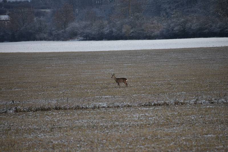 Poslední listopadová sobota měla sněhovou příchuť. Foto: Deník/Jiří Řezník