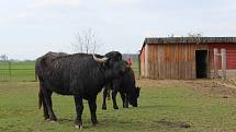 Malá zoologická zahrada ve Stěžerách opět láká k návštěvě.