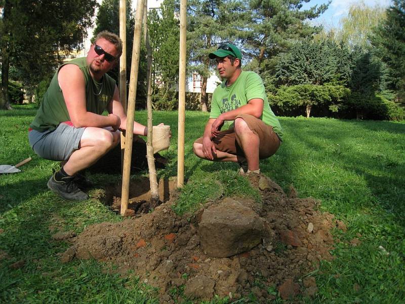 Dámský Lions Club Dobromila  s předstihem podpořil  Den Země a v parčíku u kaple Proměnění Páně v Rychnově nad Kněžnou vysadil jinan dvoulaločný. 