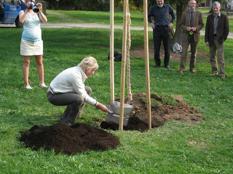 Dámský Lions Club Dobromila  s předstihem podpořil  Den Země a v parčíku u kaple Proměnění Páně v Rychnově nad Kněžnou vysadil jinan dvoulaločný. 