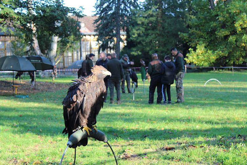 Sokolníci s dravci slavnostně zahájili setkání v Opočně.