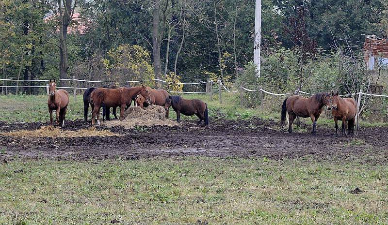 Na statku v Záměli chová Petra Prouzová devět koní různých plemen v rozmezí věku od jednoho roku do sedmnácti let. 