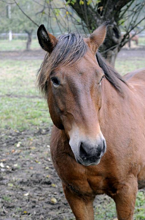 Na statku v Záměli chová Petra Prouzová devět koní různých plemen v rozmezí věku od jednoho roku do sedmnácti let. 