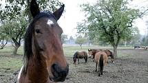 Na statku v Záměli chová Petra Prouzová devět koní různých plemen v rozmezí věku od jednoho roku do sedmnácti let. 