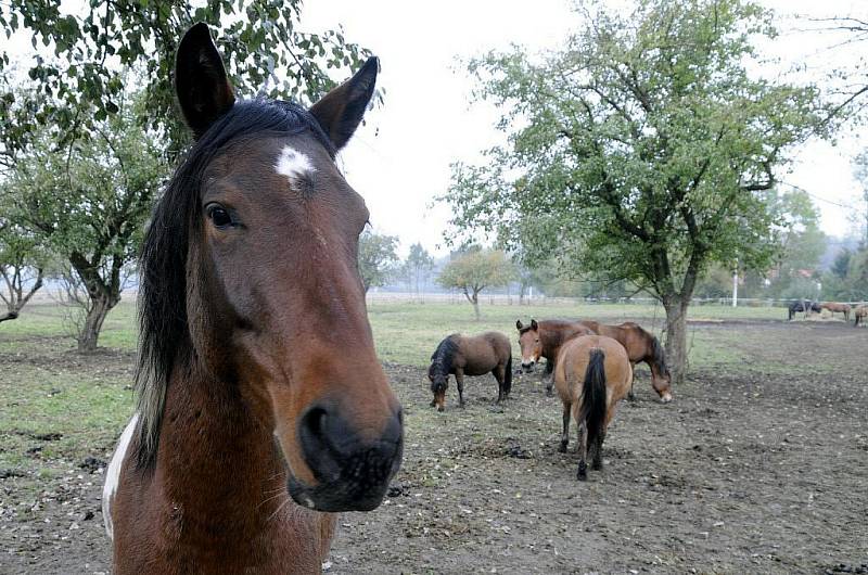 Na statku v Záměli chová Petra Prouzová devět koní různých plemen v rozmezí věku od jednoho roku do sedmnácti let. 