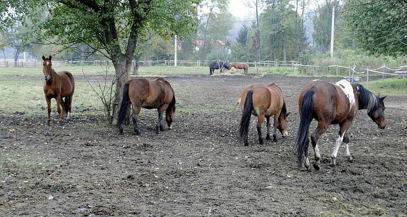 Na statku v Záměli chová Petra Prouzová devět koní různých plemen v rozmezí věku od jednoho roku do sedmnácti let. 
