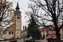 Na dobrušském náměstí už stojí vánoční strom, rostl v Pohoří.
