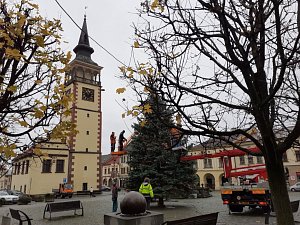 Na dobrušském náměstí už stojí vánoční strom, rostl v Pohoří.