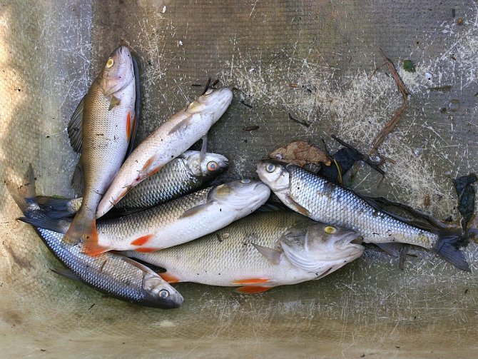 Uhynulé ryby z řeky Dědiny.