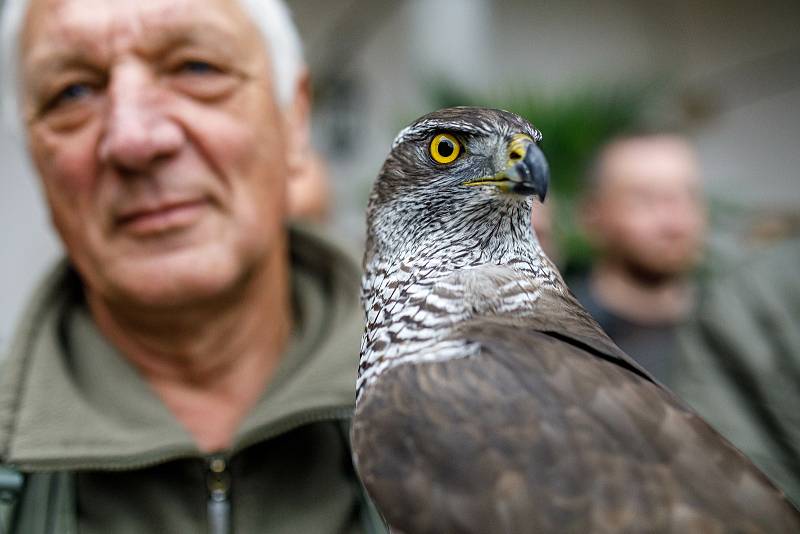 Ze zahájení 54. Národního sokolnického setkání v Opočně s mezinárodní účastí.