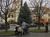 Vánoční strom na náměstí v Dobrušce.