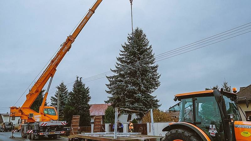 Vánoční strom pro Dobrušku rostl v Pohoří.