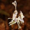 Po půlstoletí byla v Orlických horách objevena "orchidej duchů".