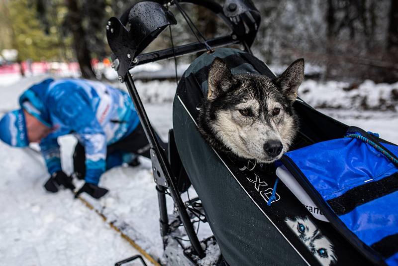 Šediváčkův long odstartoval. Mushery čeká 200 kilometrů Orlickými horami