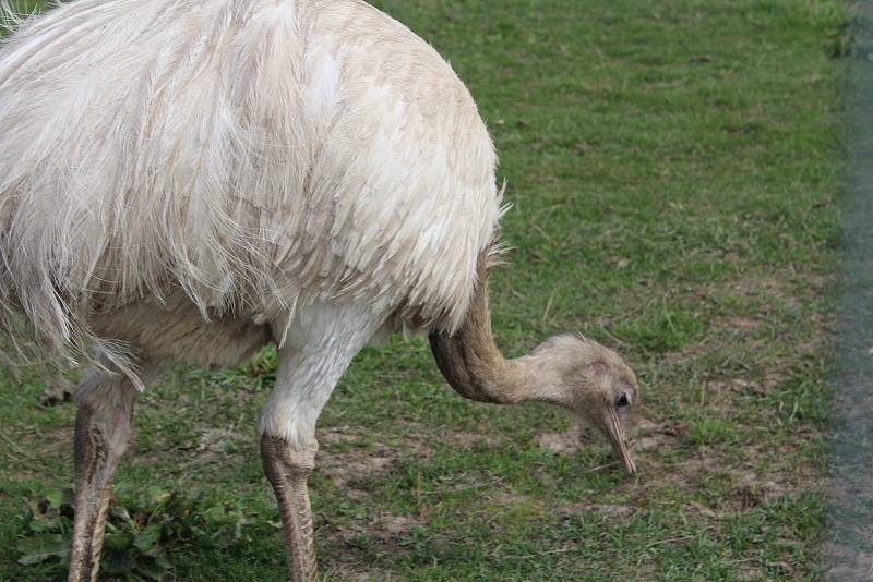 Malá zoologická zahrada ve Stěžerách opět láká k návštěvě.