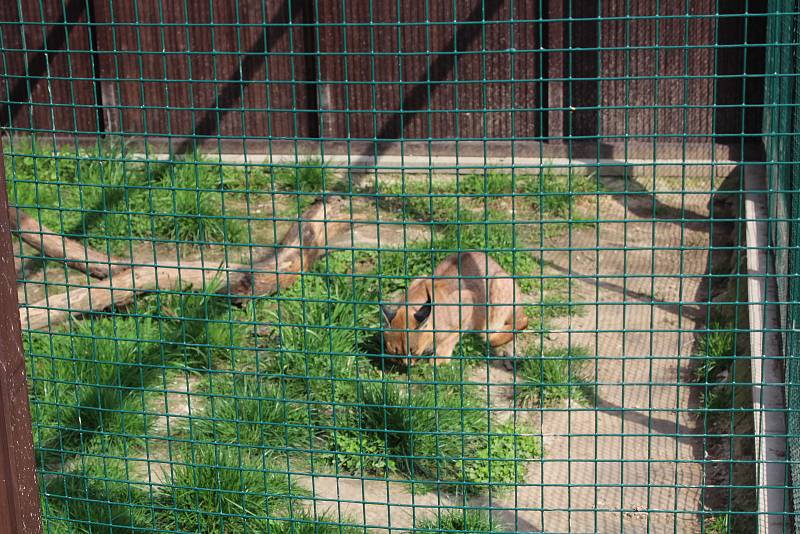 Malá zoologická zahrada ve Stěžerách opět láká k návštěvě.