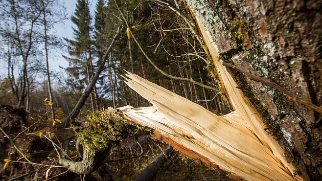 Pozor v lese, kvůli kůrovci tam není bezpečno. Třeba vstup se sluchátky je risk