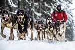 Šediáčkův long - závod psích spřežení v Orlických horách.