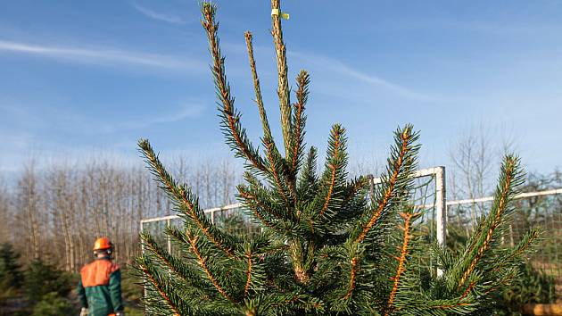 Plantáž vánočních stromků v Houdkovicích na Rychnovsku