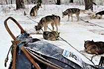 Šediváčkův Long už zná vítěze 26. ročníku, v sobotu závod psích spřežení vyvrcholil dojezdem poslední etapy. Na základně v Jedlové v Orlických horách se odpočívalo a vyhlašovaly se výsledky.