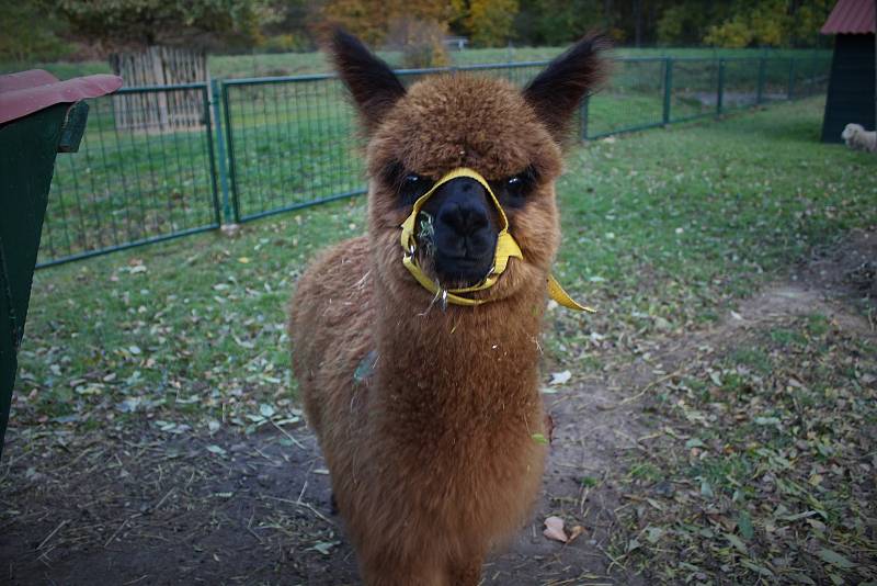 Z minizoo v Častolovicích. Alpaka