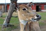 Malá zoologická zahrada ve Stěžerách opět láká k návštěvě.