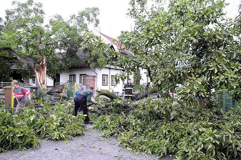 Spadlý strom v Černíkovicích během letní bouřky ve čtvrtek 23. čerevence. 