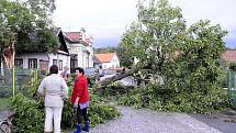 Spadlý strom v Černíkovicích během letní bouřky ve čtvrtek 23. čerevence. 