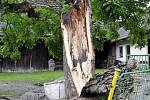Spadlý strom v Černíkovicích během letní bouřky ve čtvrtek 23. čerevence. 