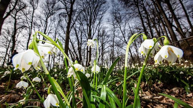 Jaro v zámeckém parku v Kostelci nad Orlicí.