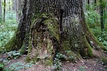 Víc než 500 let starý král dubů, památný strom v katastru Rychnova dub letní, zvaný královský, roste v lese Bažantnice mezi Lokotem a dvorem Karolín u Lipovky.