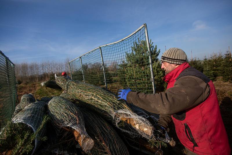 Plantáž vánočních stromků v Houdkovicích na Rychnovsku