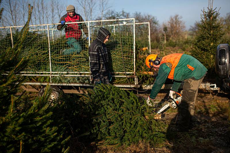 Plantáž vánočních stromků v Houdkovicích na Rychnovsku