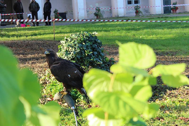 Sokolníci s dravci slavnostně zahájili setkání v Opočně.