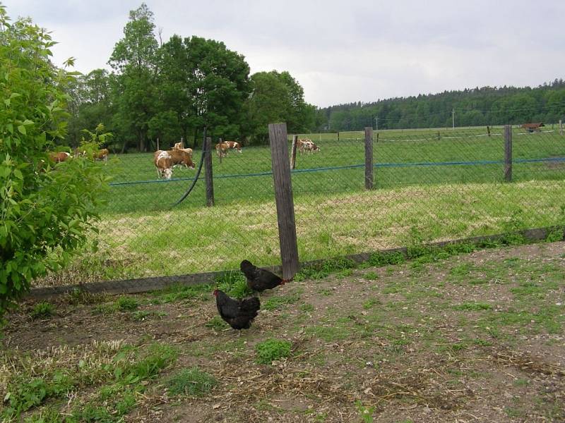 BĚHEM PŘEDÁNÍ OCENĚNÍ se konal také den otevřených dveří Bozetické farmy. Při něm se veřejnost mohla něco dozvědět o zásadách ekologického hospodaření.