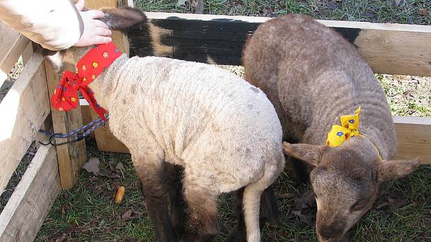 Živé ovečky na častolovické velikonoční výstavě.