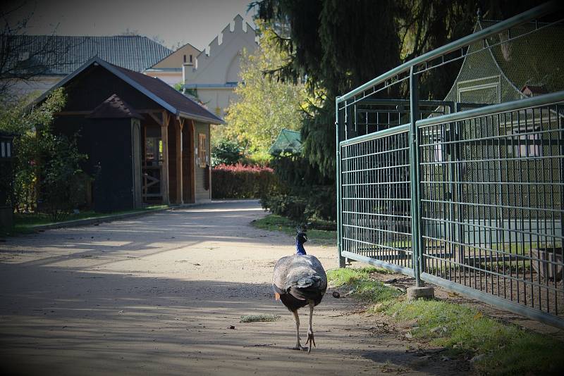 Z minizoo v Častolovicích.