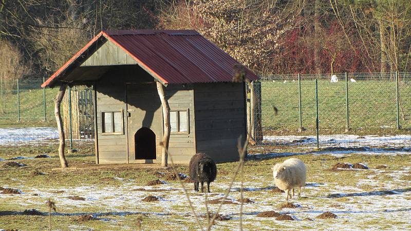 Nahlédněte do minizoo u častolovického zámku