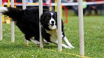 Šampionát agility v Opočně.