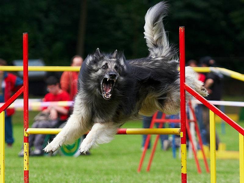 Šampionát agility v Opočně.