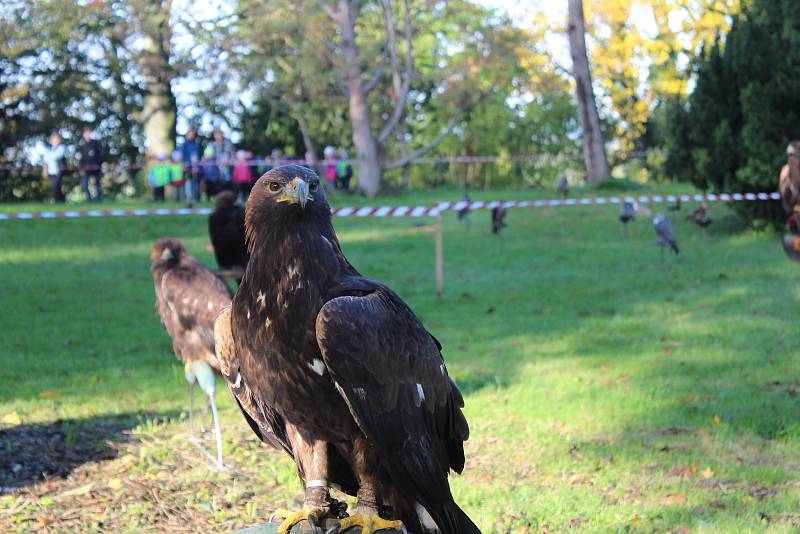 Sokolníci s dravci slavnostně zahájili setkání v Opočně.