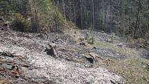 U lesního požáru u Olešnice v Orlických horách zasahovali čeští i polští hasiči.