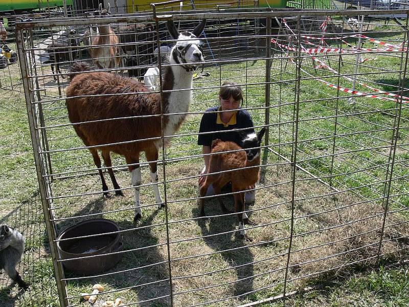 V Cirkusu Jo-Joo se  v Rychnově n. K. 24. dubna narodila lama, která dostala jméno Rychnov.