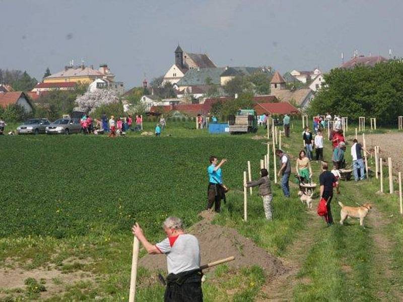 TRADICE v Opočně přežije. Na líbání pod rozkvetlým stromem si  nově vysazené aleje v Opočně ještě chvíli počkají.  