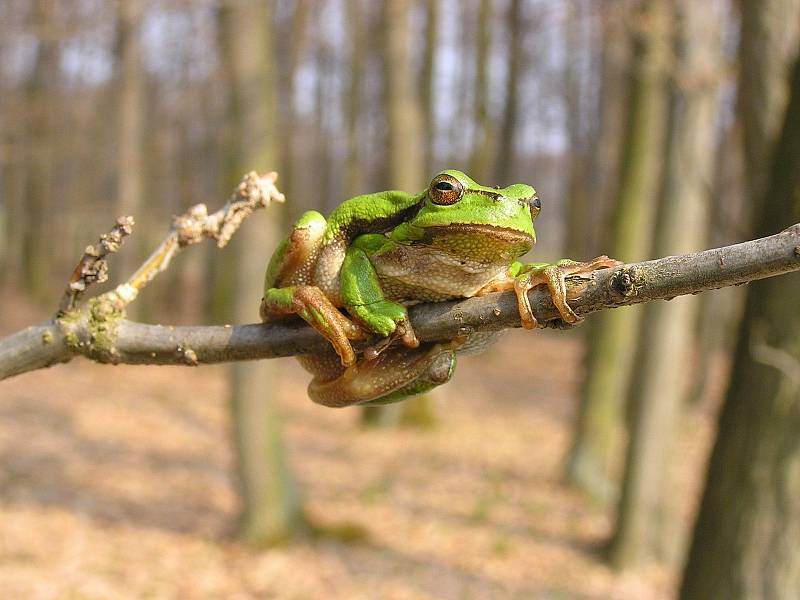 Zbytka u Českého Meziříčí jsou domovinou vzácných druhů rostlin a živočichů.