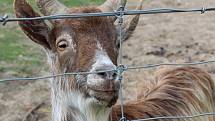 Malá zoologická zahrada ve Stěžerách opět láká k návštěvě.