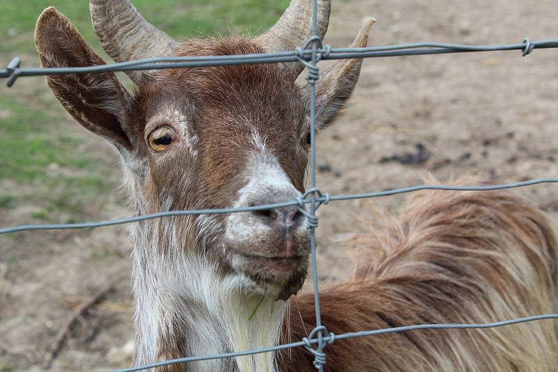 Malá zoologická zahrada ve Stěžerách opět láká k návštěvě.