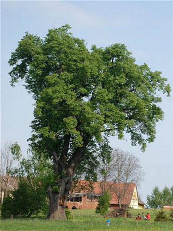 Hartmanově lípě se dostalo odborné péče